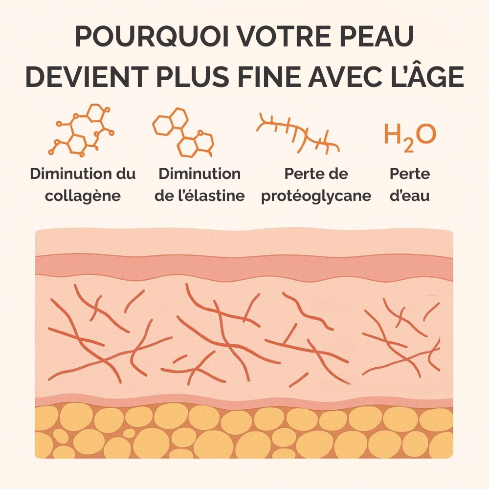 Schéma explicatif de l'amincissement de la peau avec la perte de collagène et d'élastine